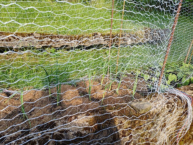 Takhle mám zadrátovanou zahrádku, na truhlících s jahodami na zápraží mám...