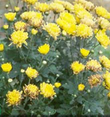 Rostlina Chrysantma