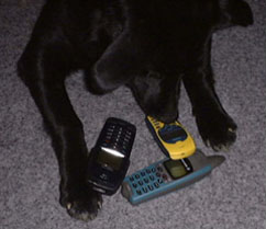 Pes se vemi telefony