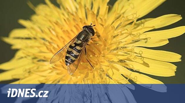 Mléč rolní (Sonchus arvensis) - iDNES.cz