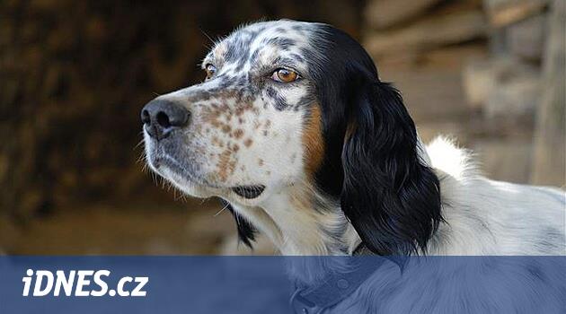 Anglický setr - Atlas psů - iDNES.cz