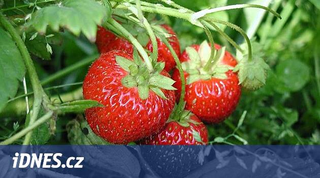 Jahodn k Obecn Fragaria Vesca IDNES cz jahodn-k-obecn-fragaria-vesca-idnes-cz