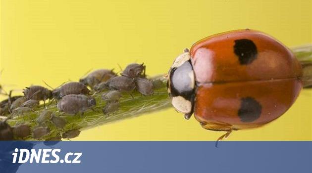Postrik Zolone () Postrik Zolone