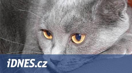 Kartouzská kočka je nevtíravá, oddaná a nežárlí. Kdysi žila s mnichy -  iDNES.cz