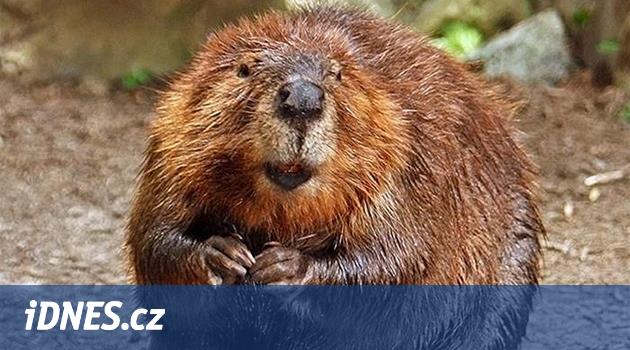 V Českém lese můžete sledovat bobry z unikátní pozorovatelny - iDNES.cz