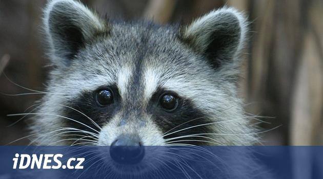 Evcil hayvanlardan avcılara. Tokyo aşırı rakun popülasyonuyla mücadele ediyor, hasar artıyor