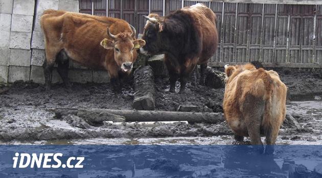 Farmář si týrání krav musí odpracovat a soud mu zakázal chov pro zisk -  iDNES.cz