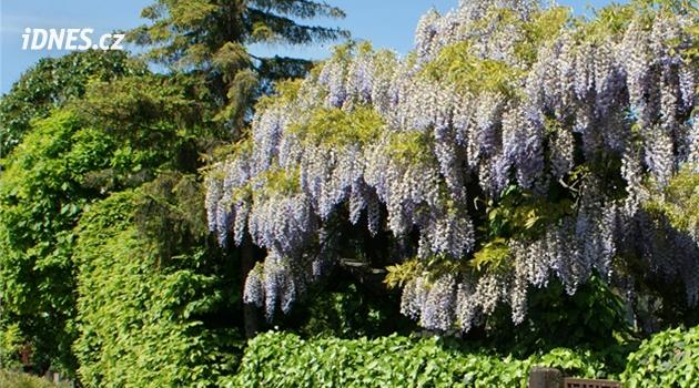 Vistárie jako z Wisteria Lane: letní řez rozhoduje o tom, jestli příští rok vůbec rozkvete