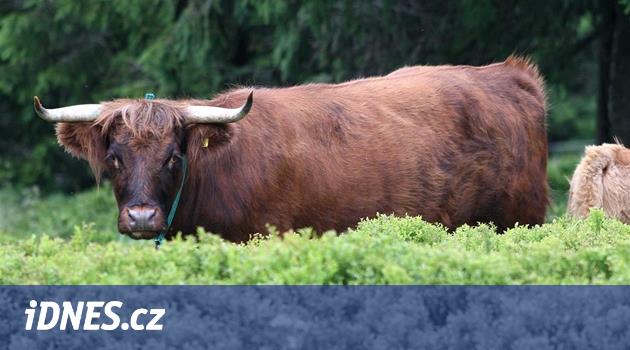 Úkol pro skotské krávy: uzdravit horské louky v Jeseníkách - iDNES.cz