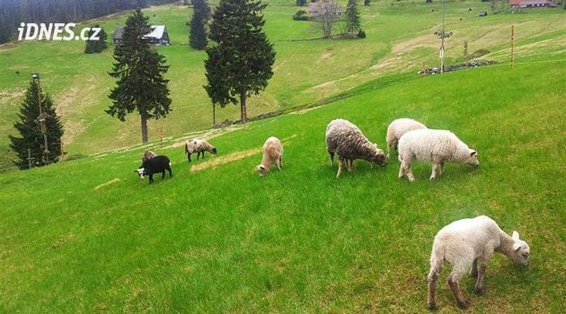 Snaha o zachování krajiny. V Krkonoších lze žádat o příspěvek na ochranu luk