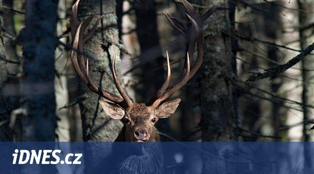 Šumava'da, saçmalıkların yayılması ve gevşekliği nedeniyle insanlar meralarda yürümek zorunda değiller