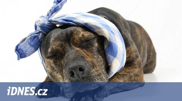 VIDEO: I pes si má čistit zuby každý den, způsobů je celá řada - iDNES.cz