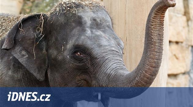 Sloní samice z pražské zoo je březí, slůně se má narodit v březnu 2016 -  iDNES.cz