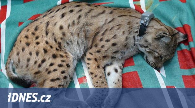 Nava Rys VIDEO: Ochranáři natočili vzácného rysa. Sledovali jej téměř rok - iDNES.cz