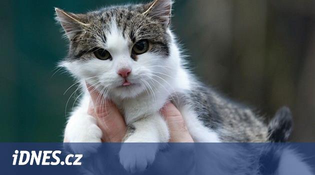 Atış kedi yere geldi, çünkü hayvan sildi adamın bir durumu var