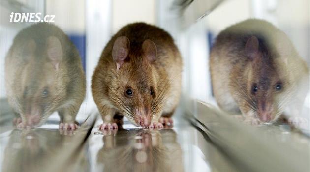 Jihlava'da kapsamlı imha, şehir Nisan ayında başlayacak