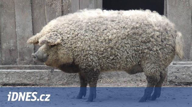 Je to prase, nebo ovce? Plemeno mangalica se začíná objevovat v Česku -  iDNES.cz