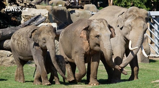 Pražská zoo se těší na nová slůňata. Vyvíjejí se dobře, mají zdravá játra i páteř