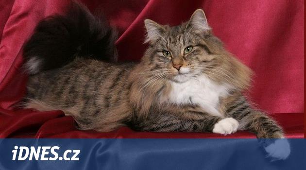 Norská lesní kočka je bystrý společník do bytu i zahrady - iDNES.cz