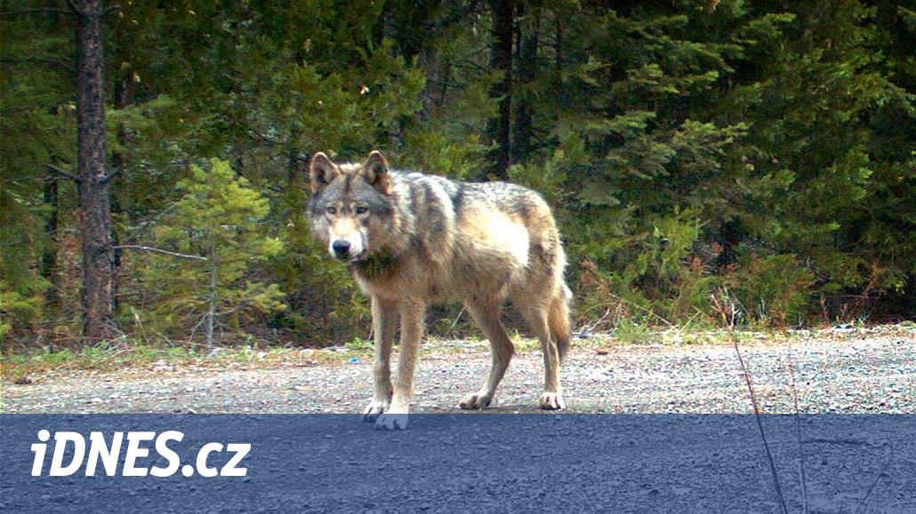 Vlk z Polska hledá partnerku v Čechách, až k Praze ušel 800 kilometrů - iDNES.cz