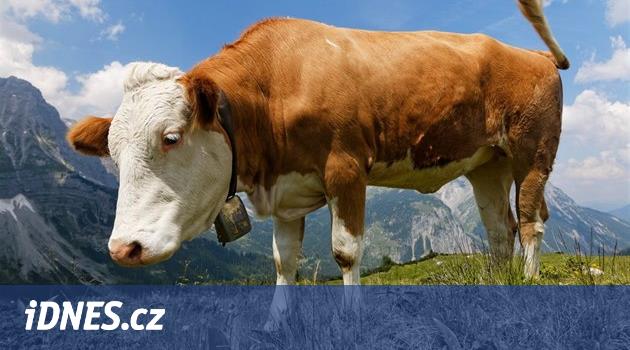 Cinkající krávy odpuzují turisty. Rakouský hoteliér žádá odškodnění -  iDNES.cz