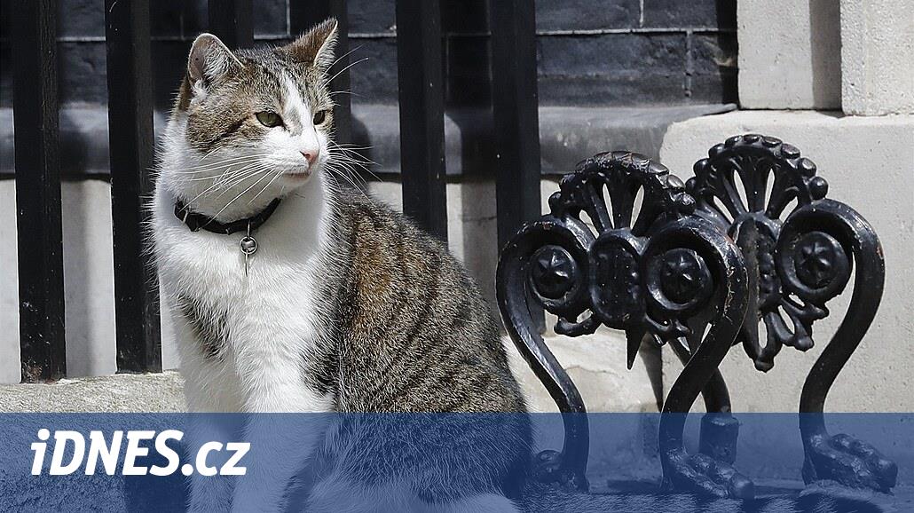 Başbakanlar değişir, kedi kalır. Downing Street maskotunun bir arkadaşı olacak