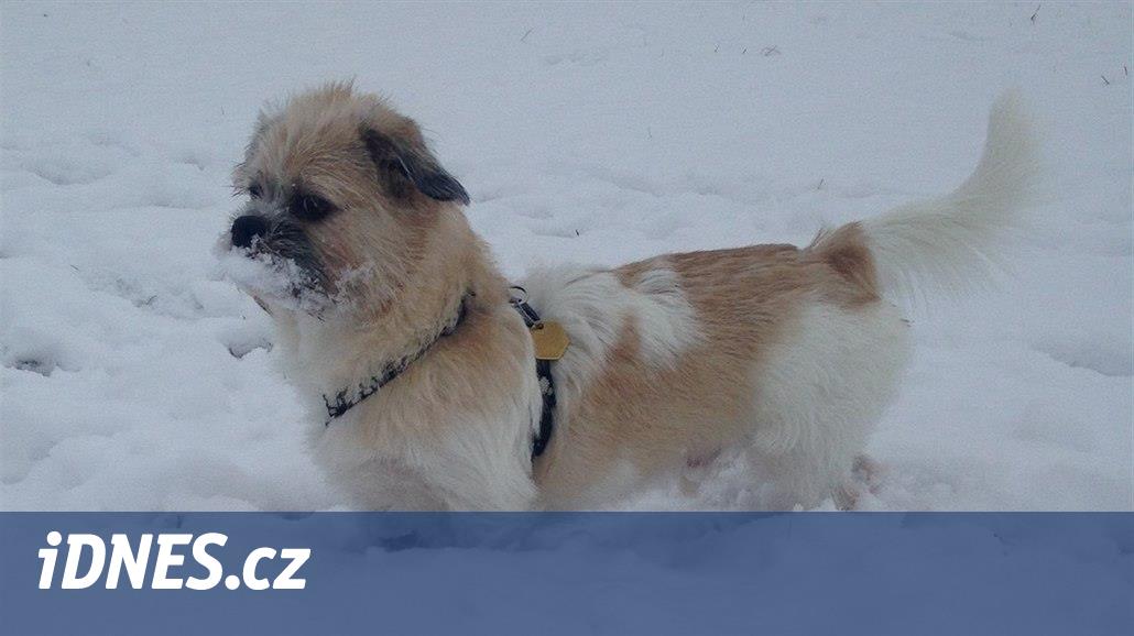 Na Znojemsku někdo otrávil už devět psů, návnady vypadají jako sladkosti -  iDNES.cz