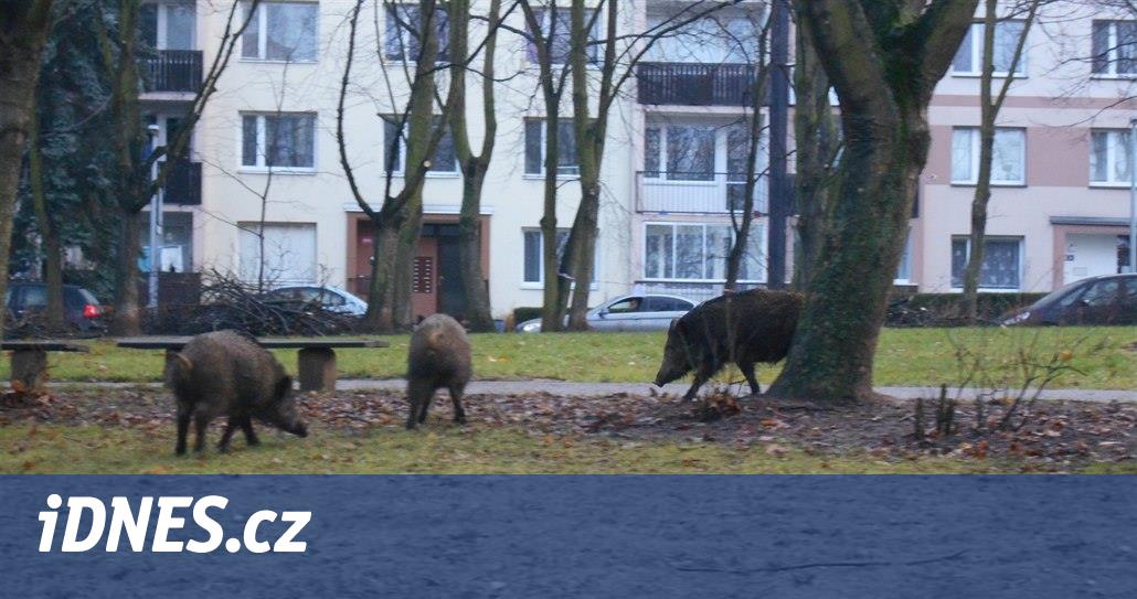 „Popelnicová prasata“ korzují městem ve velkém. Odměna za odlov výrazně stoupne