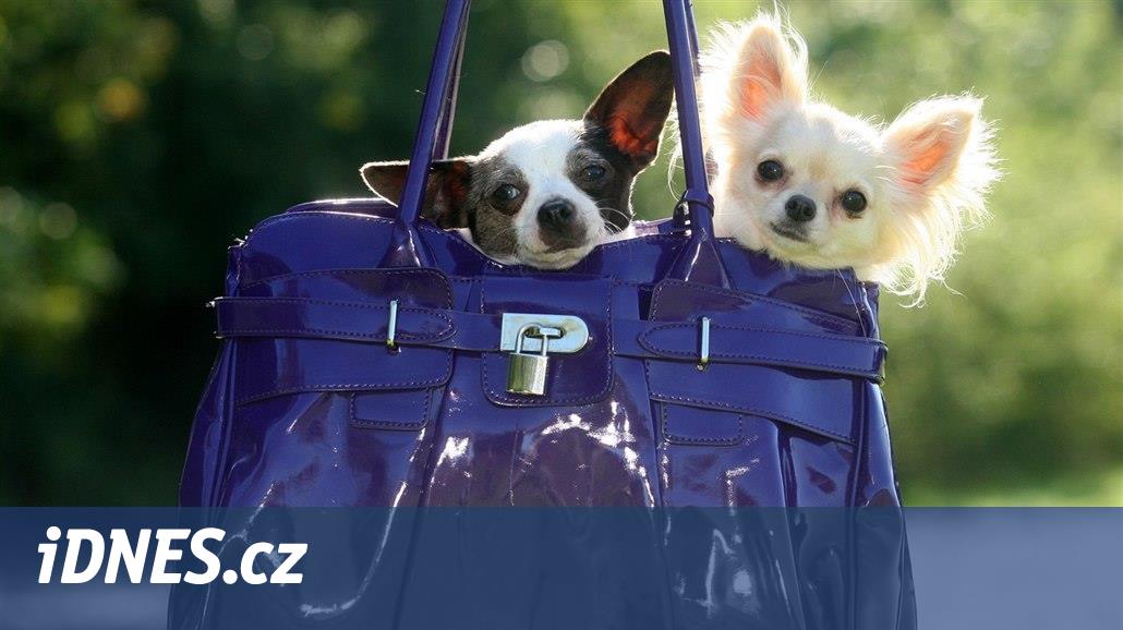Za módní miniaturní psy se platí tisíce, přitom jsou to nemocná zvířata -  iDNES.cz