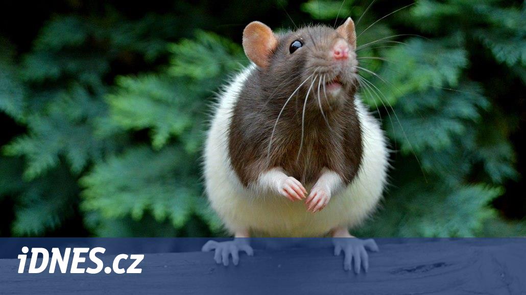 Potkan laboratorní není žádná krvelačná bestie, je to roztomilý kamarád -  iDNES.cz