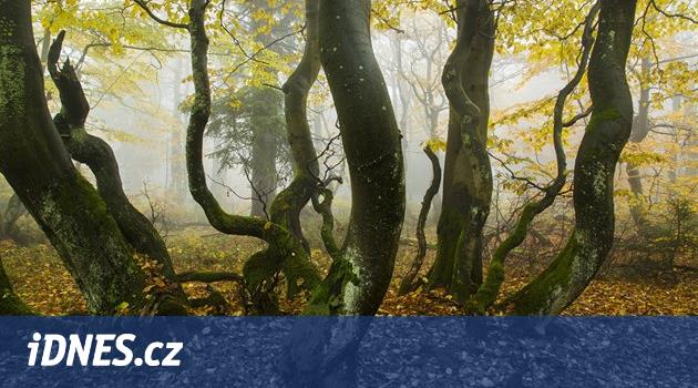 Krkonoše bez lidí. Málo známé Rýchory slibují stezku do začarovaného lesa