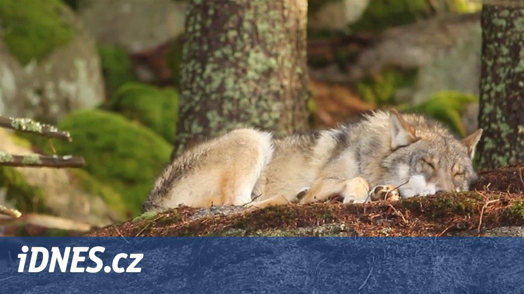Šumava Milli Parkı, kurtların nasıl kaçtığını inceliyor