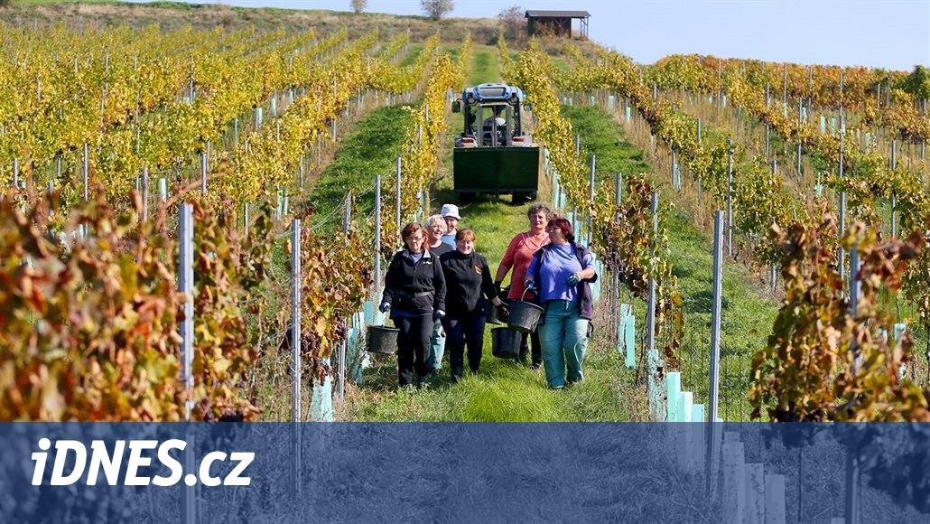 Sladká Francie na jihu Moravy a Polsko na vzestupu. Oteplování mění i víno  - iDNES.cz