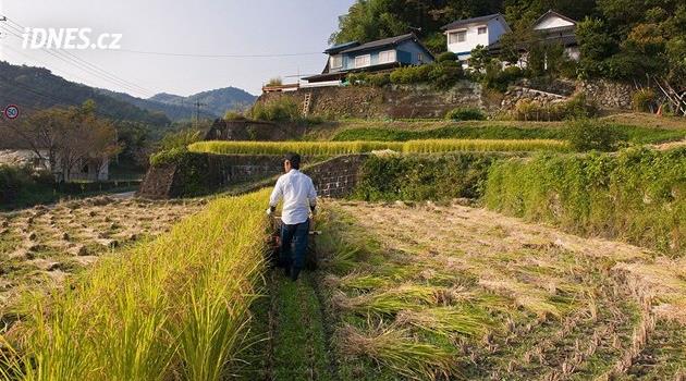 Japonsko hledá cestu z klimatické krize. Začalo pěstovat nový druh rýže