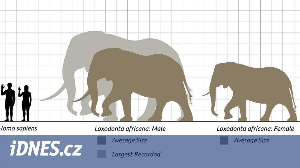 Největší známý slon byl těžký asi jako Tyrannosaurus rex - iDNES.cz