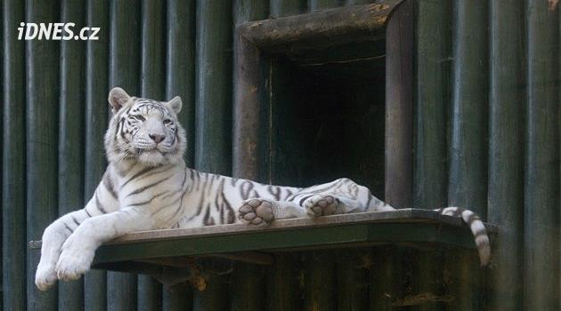 Éra populárních bílých tygrů v liberecké zoo končí. Zahrada hájí své rozhodnutí