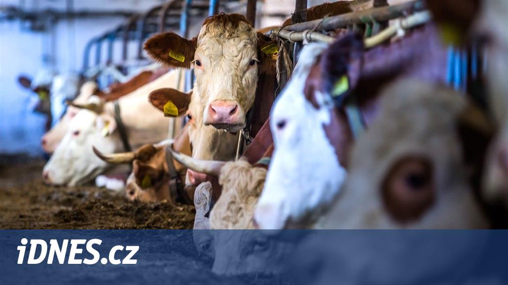 Ty, kdo týrají zvířata, většinou vypudí samotný kolektiv, zní od zemědělců - iDNES.cz