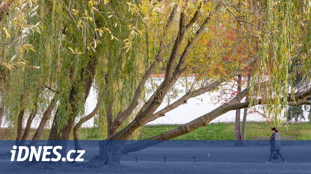 On yıl sonra Pardubice, Tyršovy meyve bahçelerini ve kalenin yakınındaki yeşillikleri restore etmek istiyor