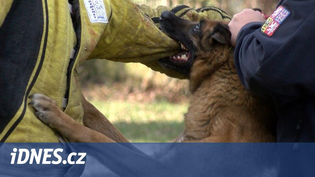 Ve věznici Bytíz mají psí pomocníky, odměnou jim je utrpení stíhaného -  iDNES.cz