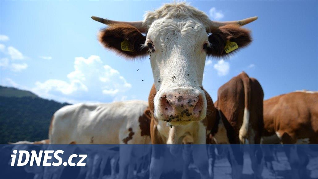 Policisté v Bavorsku honili krávu na útěku. Zničila skleník, dva lidi  zranila - iDNES.cz