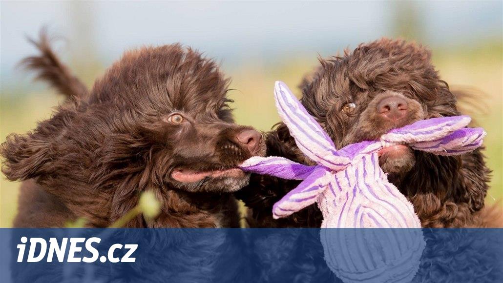 Portugalský vodní pes je inteligentní, učenlivý a nelíná. Ocení ho alergici  - iDNES.cz