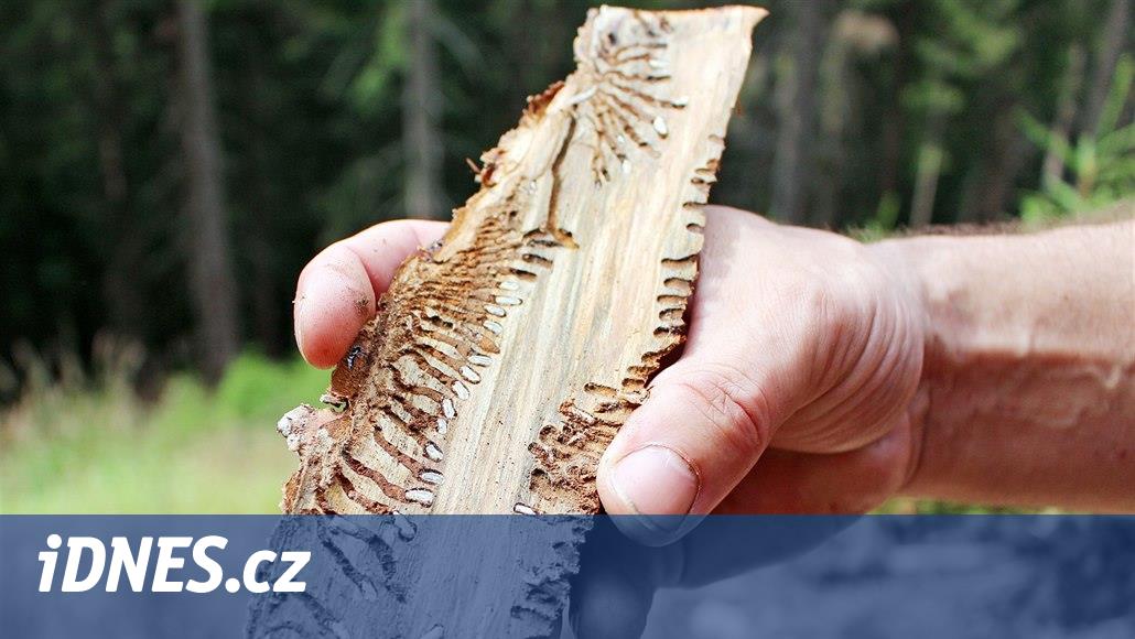 Bu yıl, kabuk böceği yağmurlu hava nedeniyle sekteye uğruyor ve ayrıca ziyafet çekecek neredeyse hiçbir yeri yok.