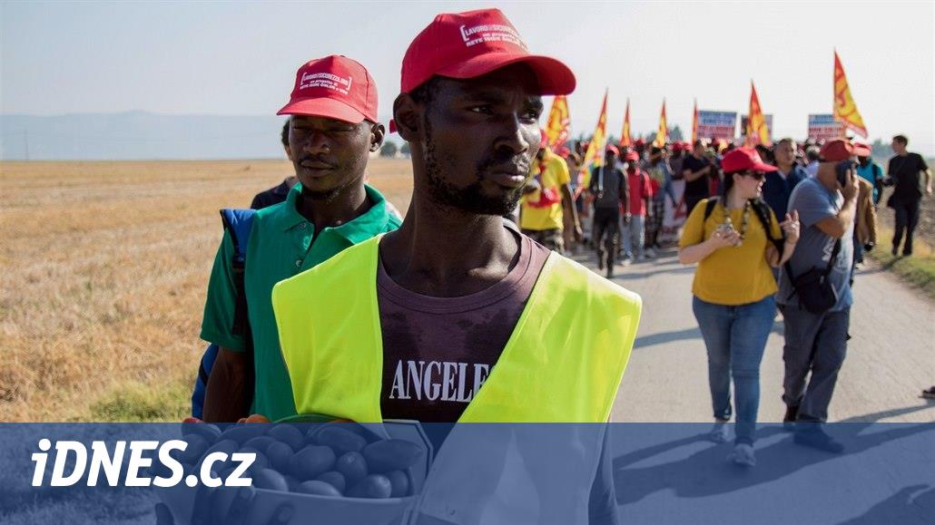 L’agromafia italiana prosperava sui migranti, in Polonia, schiavi per un centinaio di persone