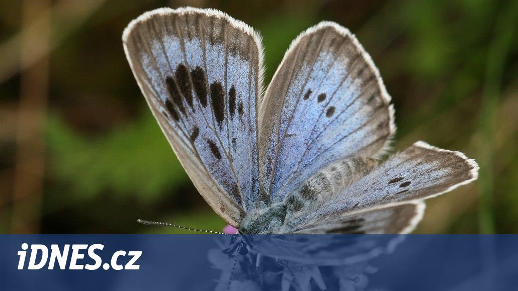 Modrak Modravy Modrásků černoskvrnných v Beskydech přibývá, daří se jim i díky údržbě ...