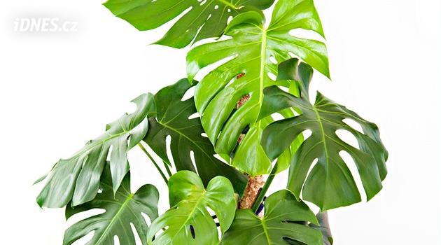 philodendron rio Philodendron Rio – Lichtenfelt's