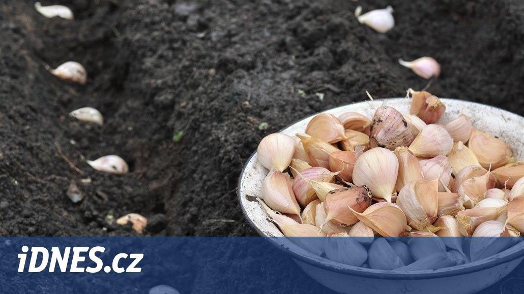 Kdy Sadit Cesnek (jarní výsadbu, podzimní výsadbu, růst vývoj) Kdy Sadit Cesnek