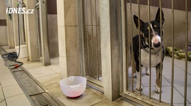 Havaalanı yakınındaki Pardubice'de hayvanlar için yeni barınak inşa edilecek