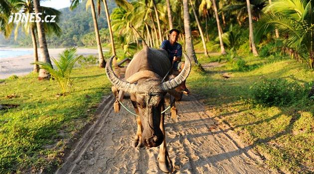 Šnorchlování se žraloky a čokoládové hory. Dejte zimě vale a objevte Filipíny