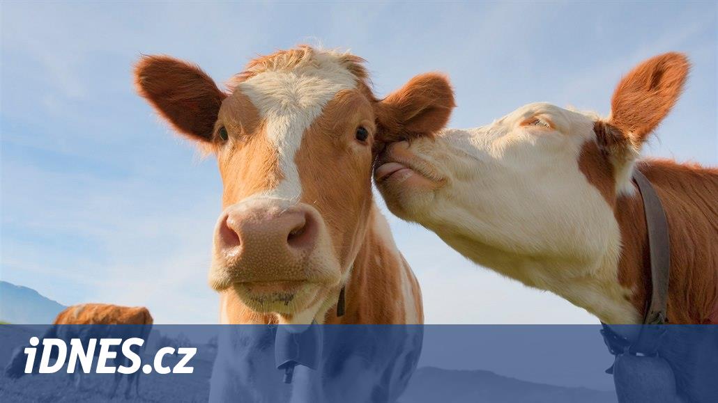 Krávy vzájemně komunikují o svých pocitech, zjistila australská studie -  iDNES.cz