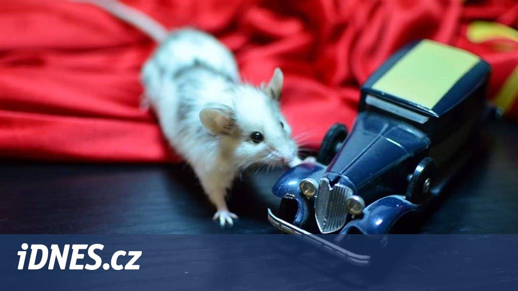 Barevné laboratorní myšky jako ideální mazlíček. Jsou zábavné a učenlivé -  iDNES.cz